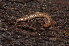 (Craspedosoma rawlinsii transsilvanicum - BC ZSM MYR 00318)  @14 [ ] CreativeCommons - Attribution Non-Commercial Share-Alike (2010) Joerg Spelda SNSB, Zoologische Staatssammlung Muenchen