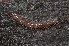  (Rhymogona serrata - BC ZSM MYR 00348)  @14 [ ] CreativeCommons - Attribution Non-Commercial Share-Alike (2010) Joerg Spelda SNSB, Zoologische Staatssammlung Muenchen