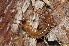  (Lithobius - BC ZSM MYR 00461)  @15 [ ] CreativeCommons - Attribution Non-Commercial Share-Alike (2012) Joerg Spelda SNSB, Zoologische Staatssammlung Muenchen