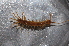  (Lithobius mutabilis - BC ZSM MYR 00471)  @14 [ ] CreativeCommons - Attribution Non-Commercial Share-Alike (2012) Joerg Spelda SNSB, Zoologische Staatssammlung Muenchen