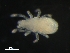  (Nanorchestidae - BIOUG01195-92)  @13 [ ] CreativeCommons - Attribution (2012) Monica Young Centre for Biodiversity Genomics