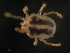  (Johnstonianidae - BIOUG01937-30)  @14 [ ] CreativeCommons - Attribution (2012) Monica Young Centre for Biodiversity Genomics