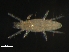  (Tarsocheylidae - BIOUG01944-12)  @13 [ ] CreativeCommons - Attribution (2012) Monica Young Centre for Biodiversity Genomics