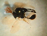  ( - Ant-paras_053)  @11 [ ] CreativeCommons - Attribution (2014) Gabriela Perez-Lachaud ECOSUR