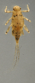  (Camelobaetidius SADR03 - INB0004335985)  @13 [ ] Copyright (2012) M. Zumbado Instituto Nacional de Biodiversidad