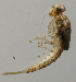  (Camelobaetidius SADR02 - INB0004344397)  @13 [ ] Copyright (2012) M. Zumbado Instituto Nacional de Biodiversidad