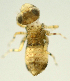  (Paltothemis sp - INB0004345088)  @11 [ ] Copyright (2012) M. Zumbado Instituto Nacional de Biodiversidad