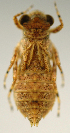  (Brechmorhoga vivax - INB0004345112)  @12 [ ] Copyright (2012) M. Zumbado Instituto Nacional de Biodiversidad