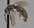  (Hylaeus saniculae - CCDB-25168 D07)  @15 [ ] © (2017) Ryan Oram Royal Saskatchewan Museum
