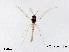  (Cladotanytarsus pseudomancus - NAM50)  @11 [ ] CreativeCommons-Attribution Non-Commercial Share-Alike (2020) Xiaolong Lin Nankai University, College of Life Sciences