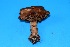  (Cortinarius claroplaniusculus - MO302898)  @11 [ ] Unspecified (default): All Rights Reserved (2017) Django Grootmyers Unspecified