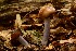  (Cortinarius splendidus - MO303583)  @11 [ ] Unspecified (default): All Rights Reserved (2017) Django Grootmyers Unspecified