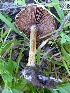  (Agrocybe dura - MO363756)  @11 [ ] Unspecified (default): All Rights Reserved (2019) Joanne Schwartz Unspecified