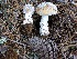  (Amanita pantherinoides - MO402942)  @11 [ ] Unspecified (default): All Rights Reserved (2020) Joanne Schwartz Unspecified