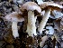  (Cortinarius ohlone - MO403362)  @11 [ ] Unspecified (default): All Rights Reserved (2020) Joanne Schwartz Unspecified