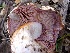  (Cortinarius roseobulbus - MO403366)  @11 [ ] Unspecified (default): All Rights Reserved (2020) Joanne Schwartz Unspecified
