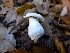  (Inocybe aff. insinuata - MO404765)  @11 [ ] Unspecified (default): All Rights Reserved (2020) Joanne Schwartz Unspecified