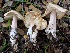  (Rhodocollybia aff. butyracea - MO404902)  @11 [ ] Unspecified (default): All Rights Reserved (2020) Joanne Schwartz Unspecified