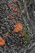  (Trametes - MO405000)  @11 [ ] Unspecified (default): All Rights Reserved (2020) Robert Benson Unspecified