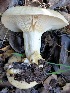  (Lactarius aff. alnicola - MO405037)  @11 [ ] Unspecified (default): All Rights Reserved (2020) Joanne Schwartz Unspecified