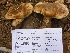  (Tricholoma aff. aurantium - MO405080)  @11 [ ] Unspecified (default): All Rights Reserved (2020) Joanne Schwartz Unspecified