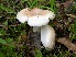  (Hygrophorus roseobrunneus - MO405135)  @11 [ ] Unspecified (default): All Rights Reserved (2020) Joanne Schwartz Unspecified