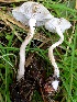  (Clitocybe odora - MO405211)  @11 [ ] Unspecified (default): All Rights Reserved (2020) Joanne Schwartz Unspecified