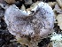  (Tricholoma griseoviolaceum - MO405391)  @11 [ ] Unspecified (default): All Rights Reserved (2020) Joanne Schwartz Unspecified