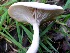  (Clitocybe fragrans complex - MO405396)  @11 [ ] Unspecified (default): All Rights Reserved (2020) Joanne Schwartz Unspecified