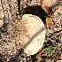  (Trametes cubensis - MO405431)  @11 [ ] Unspecified (default): All Rights Reserved (2020) Robert Benson Unspecified