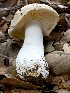  (Russula aff. basifurcata - MO405446)  @11 [ ] Unspecified (default): All Rights Reserved (2020) Joanne Schwartz Unspecified