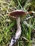  (Cortinarius ultimiionophyllus - MO420930)  @11 [ ] Unspecified (default): All Rights Reserved (2020) Ty Pi Unspecified