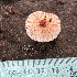  (Leucoagaricus rubrotinctus group - MO429429)  @11 [ ] Unspecified (default): All Rights Reserved (2020) Robert Benson Unspecified