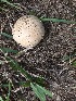  (Calvatia cyathiformis - MO430790)  @11 [ ] Unspecified (default): All Rights Reserved (2020) Robert Benson Unspecified