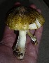  (Tricholoma aff. sejunctum - MO440126)  @11 [ ] Unspecified (default): All Rights Reserved (2020) I. G. Safonov Unspecified