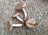  (Tricholoma terreum - MO446109)  @11 [ ] Unspecified (default): All Rights Reserved (2021) Jenifer Nina Burghardt Unspecified