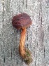  (Tricholoma aff. imbricatum - MO446163)  @11 [ ] Unspecified (default): All Rights Reserved (2021) Jenifer Nina Burghardt Unspecified