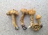  (Inocybe subochracea - MO446171)  @11 [ ] Unspecified (default): All Rights Reserved (2021) Jenifer Nina Burghardt Unspecified
