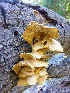  (Pleurotus pulmonarius - MO449962)  @11 [ ] Unspecified (default): All Rights Reserved (2021) Joanne Schwartz Unspecified