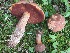  (Boletus vermiculosoides - MO458594)  @11 [ ] Unspecified (default): All Rights Reserved (2021) Dave W Unspecified