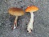  (Leccinum longicurvipes - MO462178)  @11 [ ] Unspecified (default): All Rights Reserved (2021) Dave W Unspecified