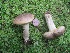  (Retiboletus vinaceipes - MO462186)  @11 [ ] Unspecified (default): All Rights Reserved (2021) Dave W Unspecified