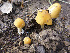  (Conocybe aurea - MO479339)  @11 [ ] Unspecified (default): All Rights Reserved (2021) Joanne Schwartz Unspecified