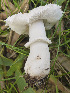  (Leucoagaricus barssii - MO479441)  @11 [ ] Unspecified (default): All Rights Reserved (2021) Joanne Schwartz Unspecified