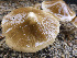 (Candolleomyces cf. candolleanus - MO479878)  @11 [ ] Unspecified (default): All Rights Reserved (2021) Joanne Schwartz Unspecified