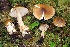  (Amanita sp. NW11 - iNat100099688)  @11 [ ] all rights reserved (2021) Steve Trudell Unspecified