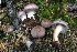  (Cortinarius aff. myrtilliphilus - iNat100099690)  @11 [ ] all rights reserved (2021) Steve Trudell Unspecified