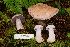 (Cortinarius rufolatus - iNat100119077)  @11 [ ] all rights reserved (2021) Shannon Unspecified