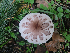  (Chlorophyllum brunneum - iNat100360357)  @11 [ ] some rights reserved (CC BY-NC-ND) (2021) Bruce Newhouse Unspecified