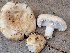  (Lactarius pubescens var. betulae - iNat100446024)  @11 [ ] some rights reserved (CC BY-NC-ND) (2021) Bruce Newhouse Unspecified
